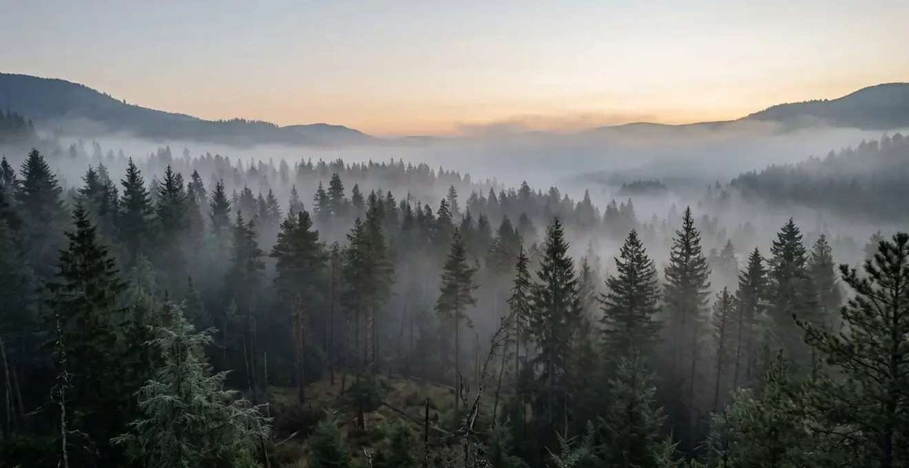 Wide minimalist forest landscape with atmospheric phytoncide mist visualization